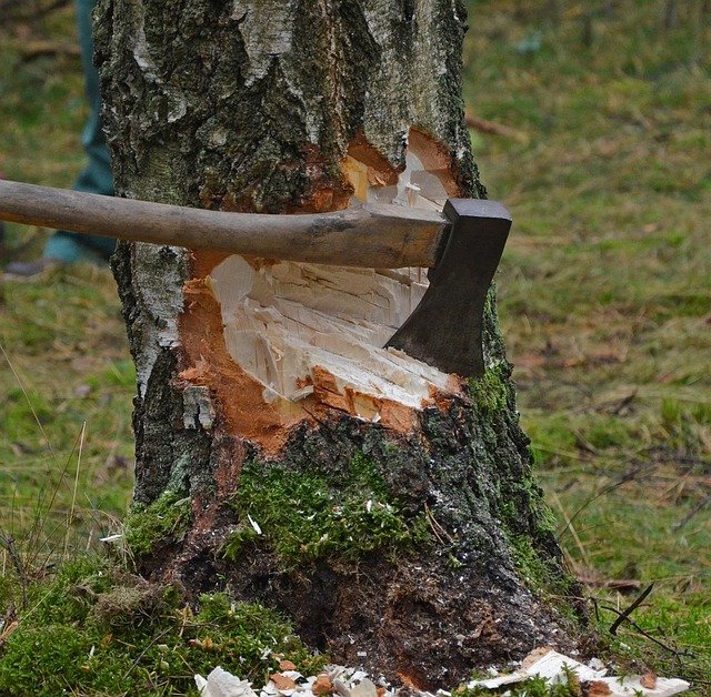 Frisch geschlagenes Holz - Beil steckt in Baumstumpf