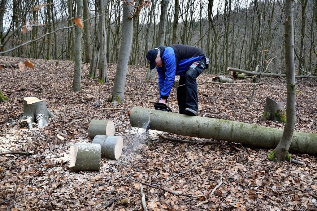 Kaminholz ganz einfach selber schlagen gehen - frei nach dem Motto "Do it yourself"